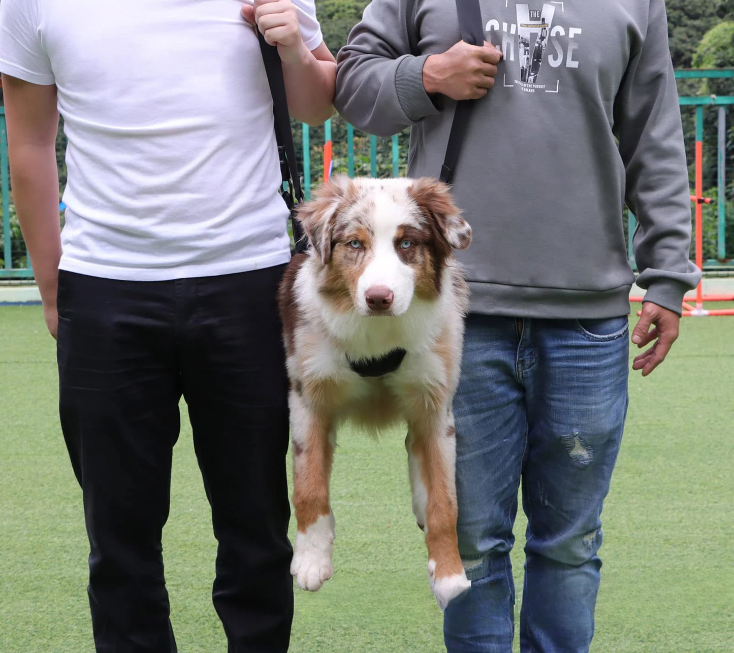 Suporte para cães idosos ou em reabilitação - portátil